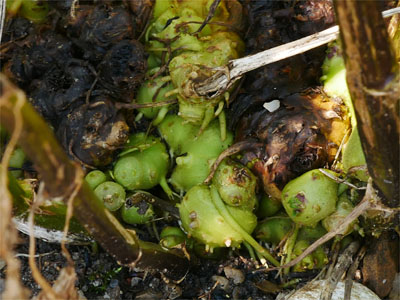 Knotiger Braunwurz (Scrophularia nodosa)