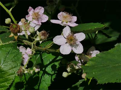 Brombeere (Rubi fructicosi folium) Brombeerblüte