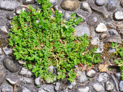 Gemeines Bruchkraut (Hernaria glabra)