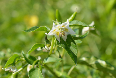 Chili Blüte