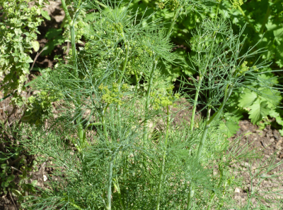 Dill (Anethi fructus)