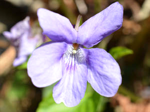 Duftveilchen (Violae odorata) Duftveilchenblüte (Violae odoratae flos)
