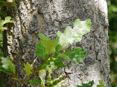 Eichenrinde (Quercus cortex)