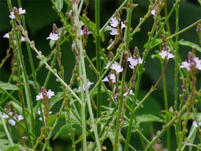 Eisenkraut (Verbenae herba)