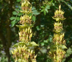 Enzian (Gentiana lutea)