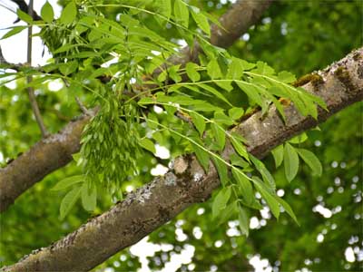 Esche (Fraxinus excelsior)