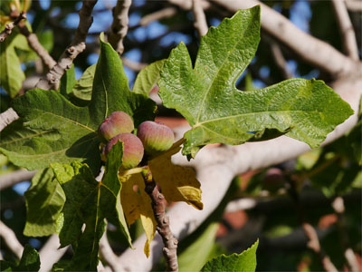 Feige (Ficus carica)