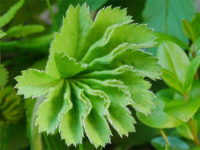 Frauenmantel (Alchemillae herba) Frauenmantel (Alchemillae herba)