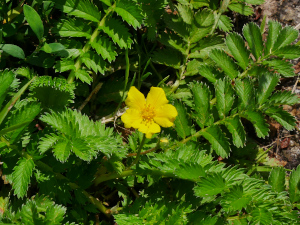 Gänsefingerkraut (Potentilla anserina)