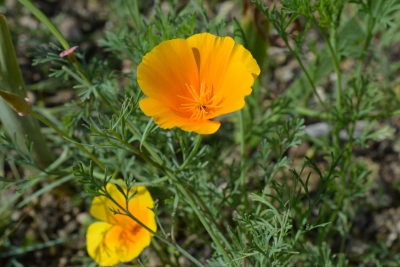 Goldmohn (Eschscholzia californica)