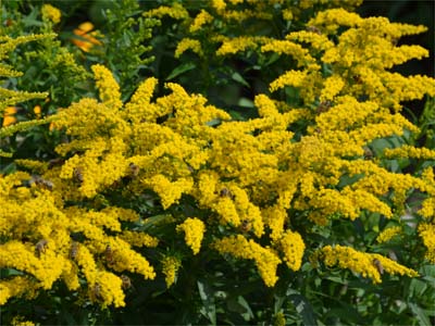 Amerikanische Goldrute (Solidaginis herba)