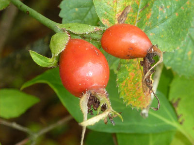 Hagebutte (Cynosbati fructus) Hagebutte (Cynosbati fructus)