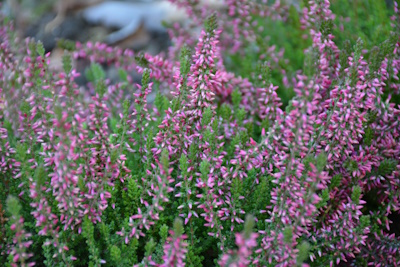 Heidekraut (Calluna vulgaris)