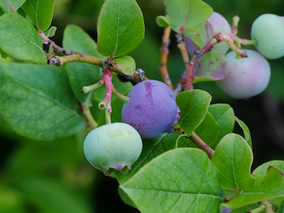 Heidelbeere (Vaccinum myrtilli)