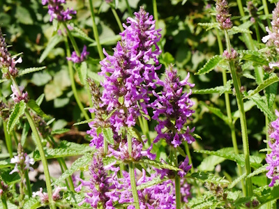 Heilziest (Betonicae herba) Heilziest (Stachys betonica)