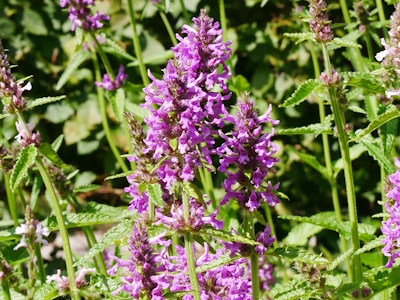 Heilziest (Stachys betonica)