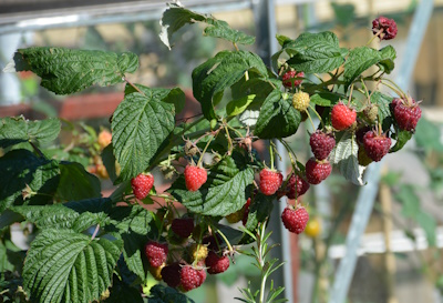 Himbeere (Rubus idaeus)