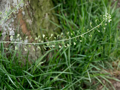 Hirtentäschel (Capsella bursa pastoris)