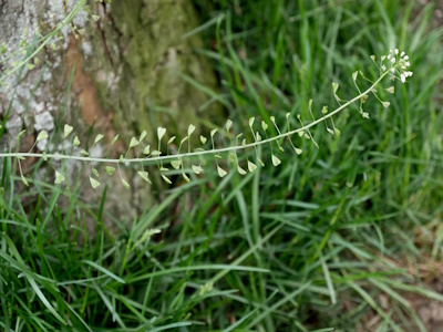 Hirtentäschel (Bursae pastoris herba) Hirtentäschel (Capsella bursa pastoris)