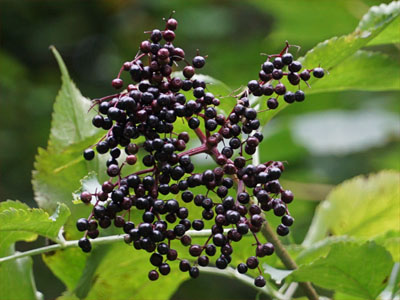 Holunderfrüchte (Sambuci fructus)