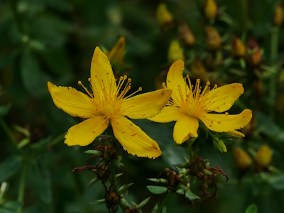 Johanniskraut (Hypericum perforatum)