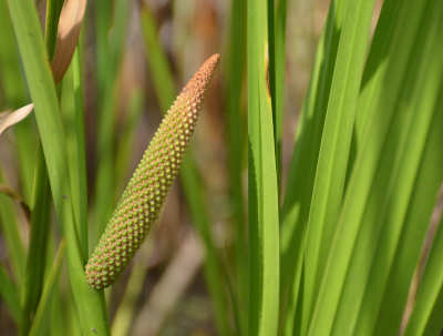 Kalmus (Arcorus calamus)