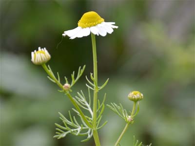 Kamillenblüte (Chamomillae flos)