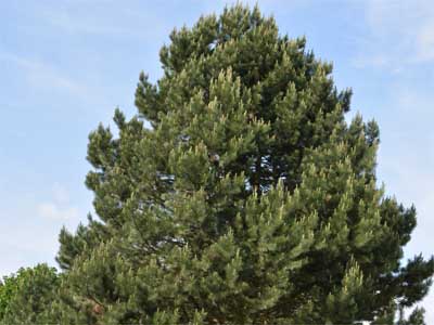 Kiefer (Pinus sylvestris)