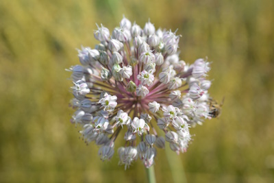 Knoblauchblüte