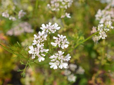 Koriander (Coriandri fructus)