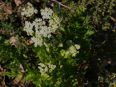 Kümmel (Carvi fructus)