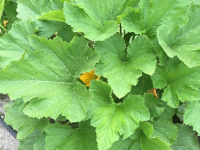 Kürbis (Cucurbita pepo) Kürbis (Cucurbita pepo)