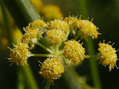 Liebstöckel (Levisticum officinalis)