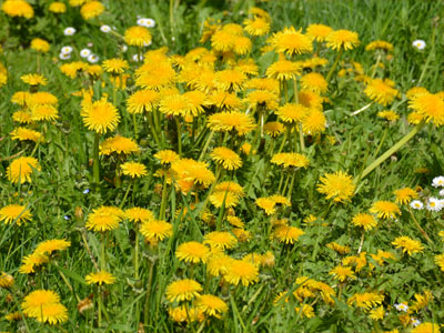 Löwenzahn (Taraxacum officinalis) Löwenzahn (Taraxacum officinalis)