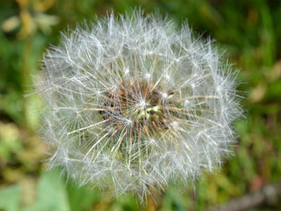 Löwenzahn (Taraxacum officinalis) Löwenzahn (Taraxacum officinalis)