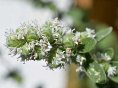 Majoran (Origanum majoranum) Majoran (Origanum majoranum)