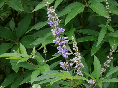 Mönchspfeffer (Vitex agnus castus)