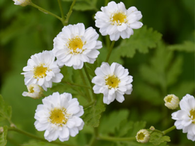 Mutterkraut (Tanacetum parthenium)