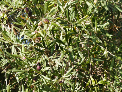 Olivenblätter (Oleae folium)