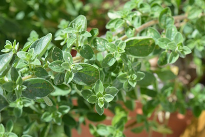 Dostenkraut (Oreganum vulgaris) Dostenkraut (Oreganum vulgaris)