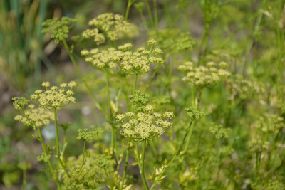 Petersilie (Petroselinum crispum)