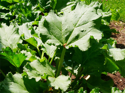 Rhabarber (Rheum palmatum)