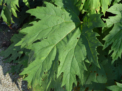 Rharbarberblatt (Rheum palmatum)