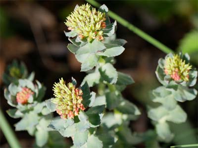 Rosenwurz (Rhodiola rosea)