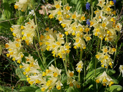 Schlüsselblume (Primulae flos) Schlüsselblume (Primulae flos)