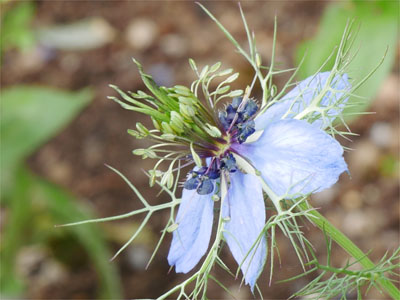 Schwarzkümmelblüte (Nigella sativa)