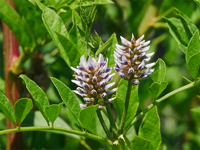 Süßholz (Glycyrrhizae glabra)