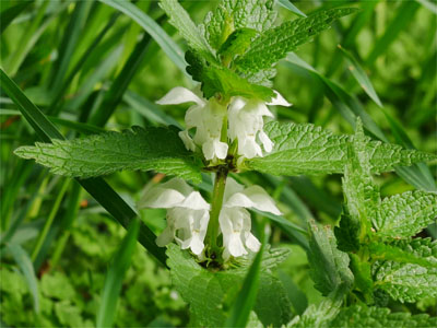 Taubnessel (Lamium album)