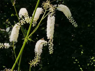 Traubensilberkerze (Cimicifuga racemosa)