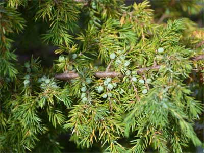 Wacholder (Juniperi fructus)